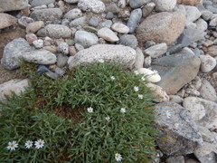 Stellaria altimontana