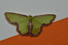 Synchlora expulsata
