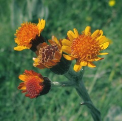 Tephroseris integrifolia