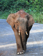 Elephas maximus borneensis