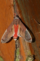 Bertholdia albipuncta