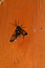 Cosmosoma xanthosticta