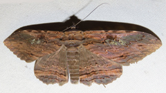 Anisoneura aluco