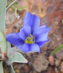 Aristea nana