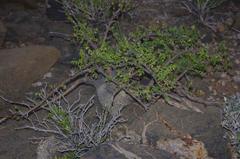 Commiphora saxicola image