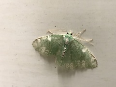 Eucyclodes fascinans