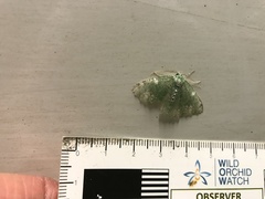 Eucyclodes fascinans