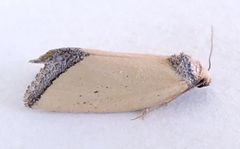 Pseudomarimatha flava