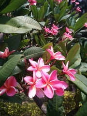 Plumeria rubra