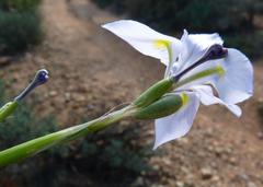 Moraea polystachya