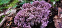 Ramaria mairei