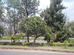 Plumeria rubra