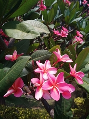 Plumeria rubra