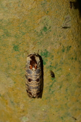 Biocellata