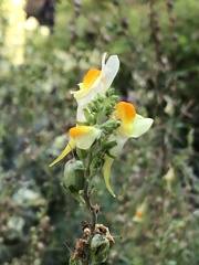 Linaria vulgaris