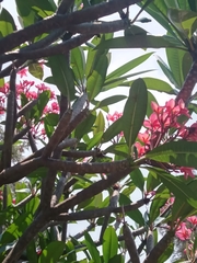 Plumeria rubra