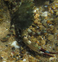 Thalamitinae