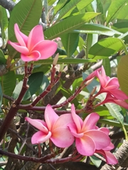Plumeria rubra