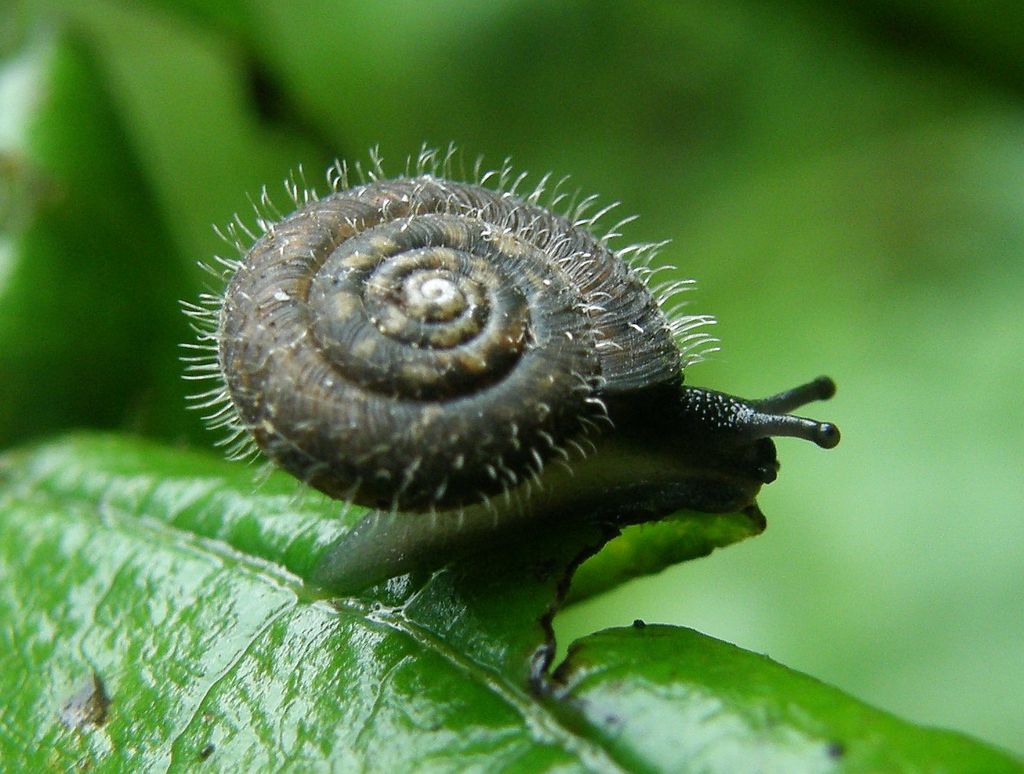 villous hairysnail