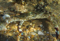 Thalamitinae