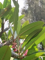 Plumeria rubra
