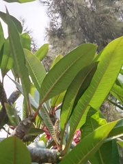 Plumeria rubra