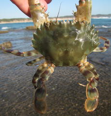 Thalamitinae