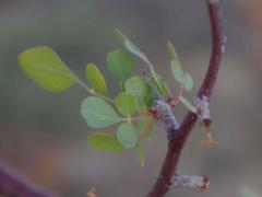 Commiphora tenuipetiolata