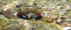 Thalamitinae