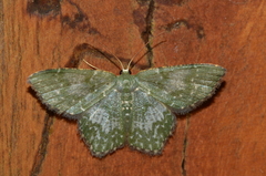 Chloropteryx dealbata
