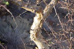 Commiphora tenuipetiolata