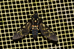 Cosmosoma xanthosticta