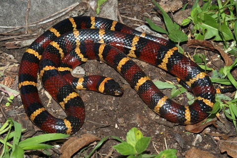 Variable Kingsnake from Mexico: Tamaulipas, road to Auila y Urbana on ...