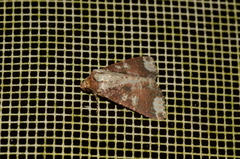 Condica imitata