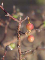 Commiphora tenuipetiolata