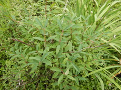 Lonicera caerulea edulis