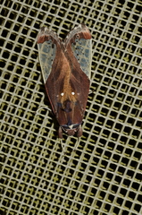 Bertholdia albipuncta