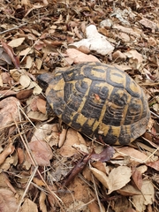 Testudo hermanni hermanni