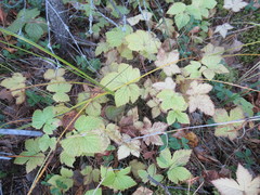 Rubus humulifolius