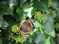 Vanessa atalanta