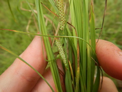 Carex appendiculata