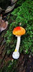 Amanita subfrostiana