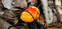 Amanita subfrostiana