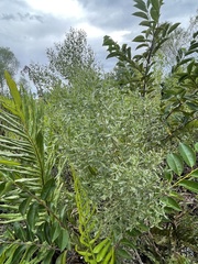 Baccharis halimifolia image