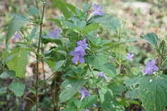 Ruellia drummondiana