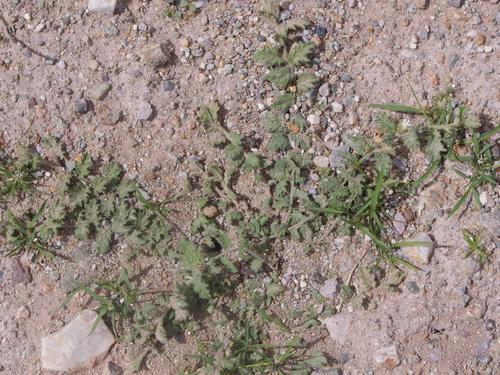 Convolvulus argillicola image