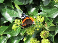 Vanessa atalanta