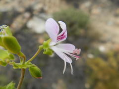 Pelargonium englerianum