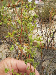 Pelargonium englerianum