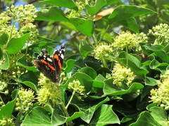 Vanessa atalanta